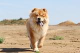 CHOW CHOW 105